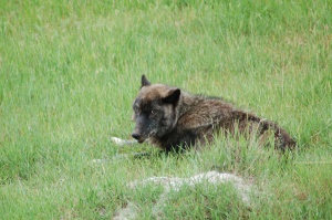 rustende wolf | Yoho National Park